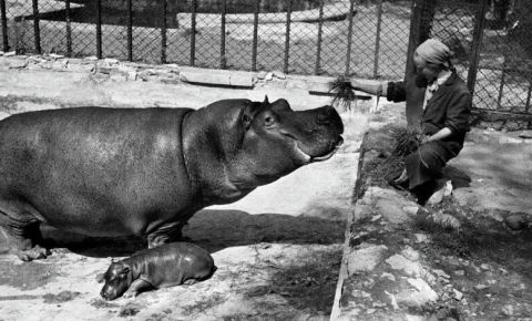 В Москве прошла премьера фильма о работе Ленинградского зоопарка в годы Великой Отечественной войны