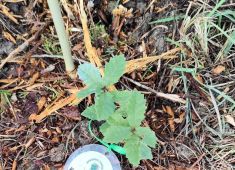 Бессмертный Полк Лиссабона присоединился к Акции «Сад памяти»